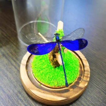 Tikras vabzdys Laumžirgis cikados drugelio pavyzdys dėžutė populiaraus mokslo mokymas fotografijos rekvizitai studento gimtadienio dovana